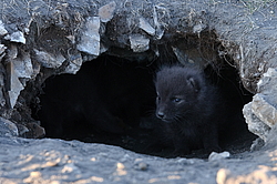 ����� (Alopex lagopus), �����. ������ ��������, ������