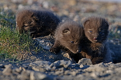 ����� (Alopex lagopus), �����. ������ ��������, ������