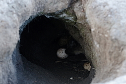 ����� (Alopex lagopus), �����. ������ ��������, ������