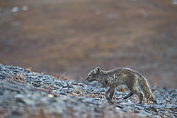 ����� (Alopex lagopus), ������� ����� ���� � �������� ���� �����������. ������ ��������, ������