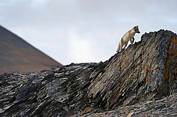 ����� (Alopex lagopus), ������� ����� ���� � �������� ���� �����������. ������ ��������, ������