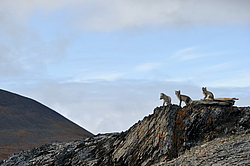 ����� (Alopex lagopus), ������� ����� ���� � �������� ���� �����������. ������ ��������, ������