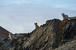 ����� (Alopex lagopus), ������� ����� ���� � �������� ���� �����������. ������ ��������, ������