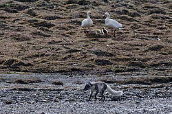 ����� (Alopex lagopus) �� ������� ����� ����� (����� ���� - Anser caerulescens). ���������� ������ ��������, ������