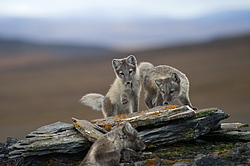 ����� (Alopex lagopus), ������� ����� ���� � �������� ���� �����������. ������ ��������, ������