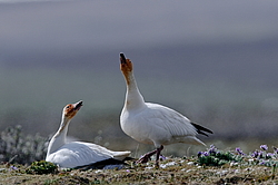 ����� ���� (Anser caerulescens) ������ ��������, ������