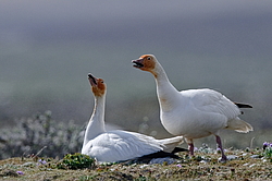 ����� ���� (Anser caerulescens) ������ ��������, ������