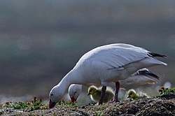 ����� ���� (Anser caerulescens) ������ ��������, ������