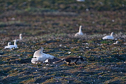 ����� (Alopex lagopus) �� ������� ����� ����� (����� ���� - Anser caerulescens). ���������� ������ ��������, ������