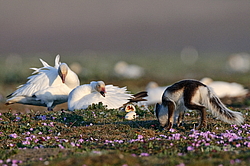 ����� (Alopex lagopus) �� ������� ����� ����� (����� ���� - Anser caerulescens). ���������� ������ ��������, ������