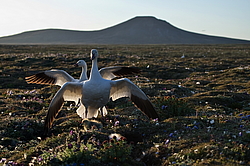 ����� ���� (Anser caerulescens) ������ ��������, ������