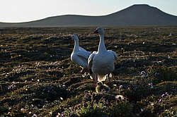 ����� ���� (Anser caerulescens) ������ ��������, ������