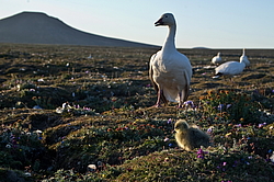 ����� ���� (Anser caerulescens) ������ ��������, ������