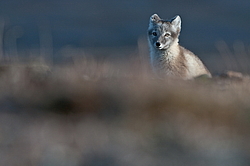 ����� (Alopex lagopus), ������� ����� ���� � �������� ���� �����������. ������ ��������, ������