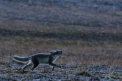 ����� (Alopex lagopus), ������� ����� ���� � �������� ���� �����������. ������ ��������, ������