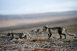 ����� (Alopex lagopus), ������� ����� ���� � �������� ���� �����������. ������ ��������, ������