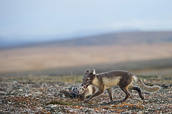 ����� (Alopex lagopus), ������� ����� ���� � �������� ���� �����������. ������ ��������, ������