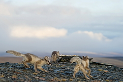 ����� (Alopex lagopus), ������� ����� ���� � �������� ���� �����������. ������ ��������, ������