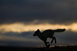 ����� (Alopex lagopus), ������� ����� ���� � �������� ���� �����������. ������ ��������, ������