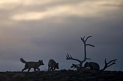 ����� (Alopex lagopus), ������� ����� ���� � �������� ���� �����������. ������ ��������, ������