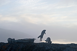 ����� (Alopex lagopus), ������� ����� ���� � �������� ���� �����������. ������ ��������, ������