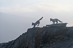 ����� (Alopex lagopus), ������� ����� ���� � �������� ���� �����������. ������ ��������, ������
