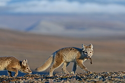 ����� (Alopex lagopus), ������� ����� ���� � �������� ���� �����������. ������ ��������, ������