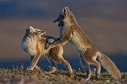 ����� (Alopex lagopus), ������� ����� ���� � �������� ���� �����������. ������ ��������, ������