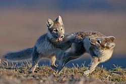 ����� (Alopex lagopus), ������� ����� ���� � �������� ���� �����������. ������ ��������, ������