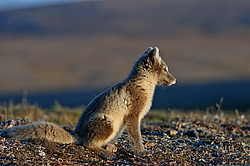 ����� (Alopex lagopus), ������� ����� ���� � �������� ���� �����������. ������ ��������, ������