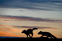 ����� (Alopex lagopus), ������� ����� ���� � �������� ���� �����������. ������ ��������, ������