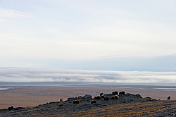 ������� (Ovibos moschatus), �����. ������ ��������, ������