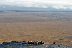������� (Ovibos moschatus), �����. ������ ��������, ������