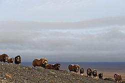 ������� (Ovibos moschatus), �����. ������ ��������, ������