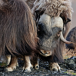������� (Ovibos moschatus), �����. ������ ��������, ������