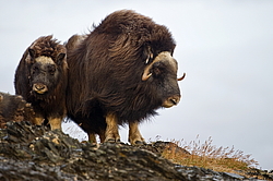 ������� (Ovibos moschatus), ���� � ������. ������ ��������, ������