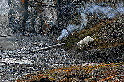 ����� ������� (Ursus maritimus), ����������� ������������. ������ ��������, ������