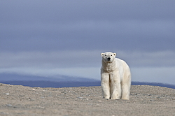 ����� ������� (Ursus maritimus) ������ ��������, ������
