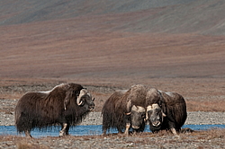 ������� (Ovibos moschatus), �����. ������ ��������, ������