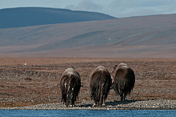 ������� (Ovibos moschatus), �����. ������ ��������, ������