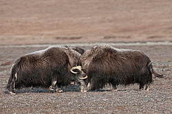 ������� (Ovibos moschatus), �����. ������ ��������, ������