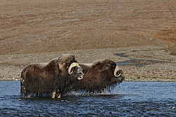 ������� (Ovibos moschatus), �����. ������ ��������, ������