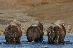 ������� (Ovibos moschatus), �����. ������ ��������, ������