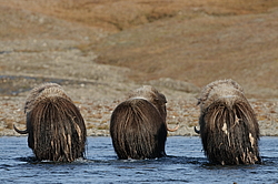 ������� (Ovibos moschatus), �����. ������ ��������, ������