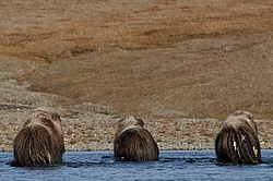 ������� (Ovibos moschatus), �����. ������ ��������, ������