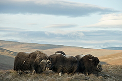 ������� (Ovibos moschatus), �����. ������ ��������, ������