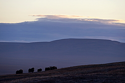 ������� (Ovibos moschatus), �����. ������ ��������, ������