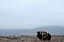 ������� (Ovibos moschatus), ���� � ������. ������ ��������, ������