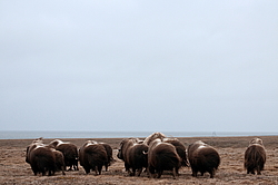 ������� (Ovibos moschatus), �����. ������ ��������, ������