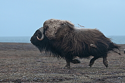 ������� (Ovibos moschatus), ���� � ������. ������ ��������, ������